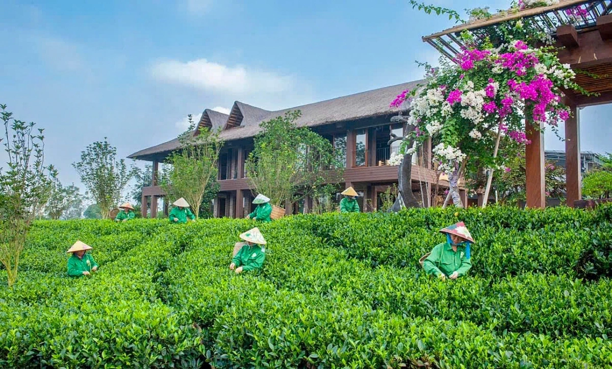 Du lịch cộng đồng gắn kết với vùng chè Tân Cương (Ảnh: HTX Trà và du lịch cộng đồng Tiến Yên)