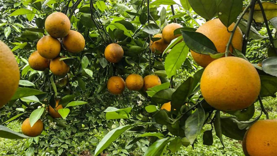 Từ tháng 6 đến tháng 8 là khoảng thời gian 'vàng' để thưởng thức trái cây miệt vườn (Ảnh: Internet)
