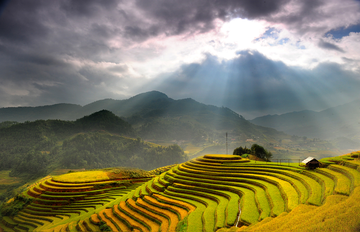 Chiêm ngưỡng những cánh đồng lúa đẹp nhất Việt Nam - ảnh 2