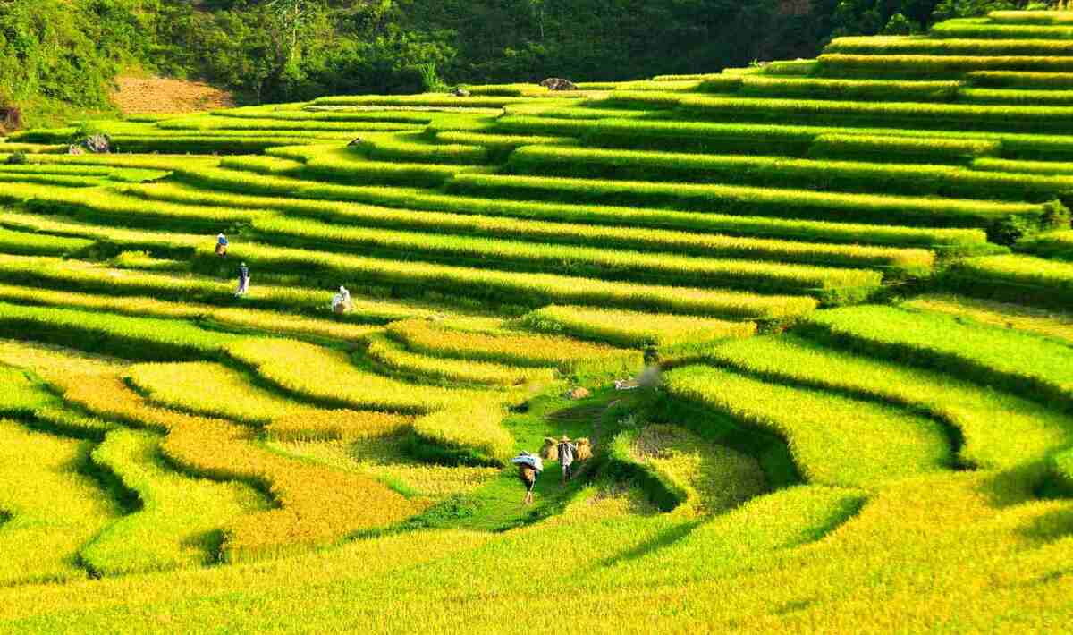 Chiêm ngưỡng những cánh đồng lúa đẹp nhất Việt Nam - ảnh 4