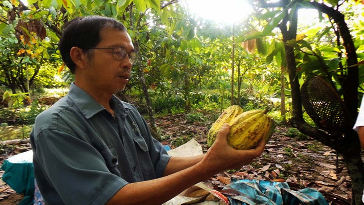 Vườn cacao Mười Cương: Điểm dừng chân yên bình giữa lòng Cần Thơ - ảnh 1