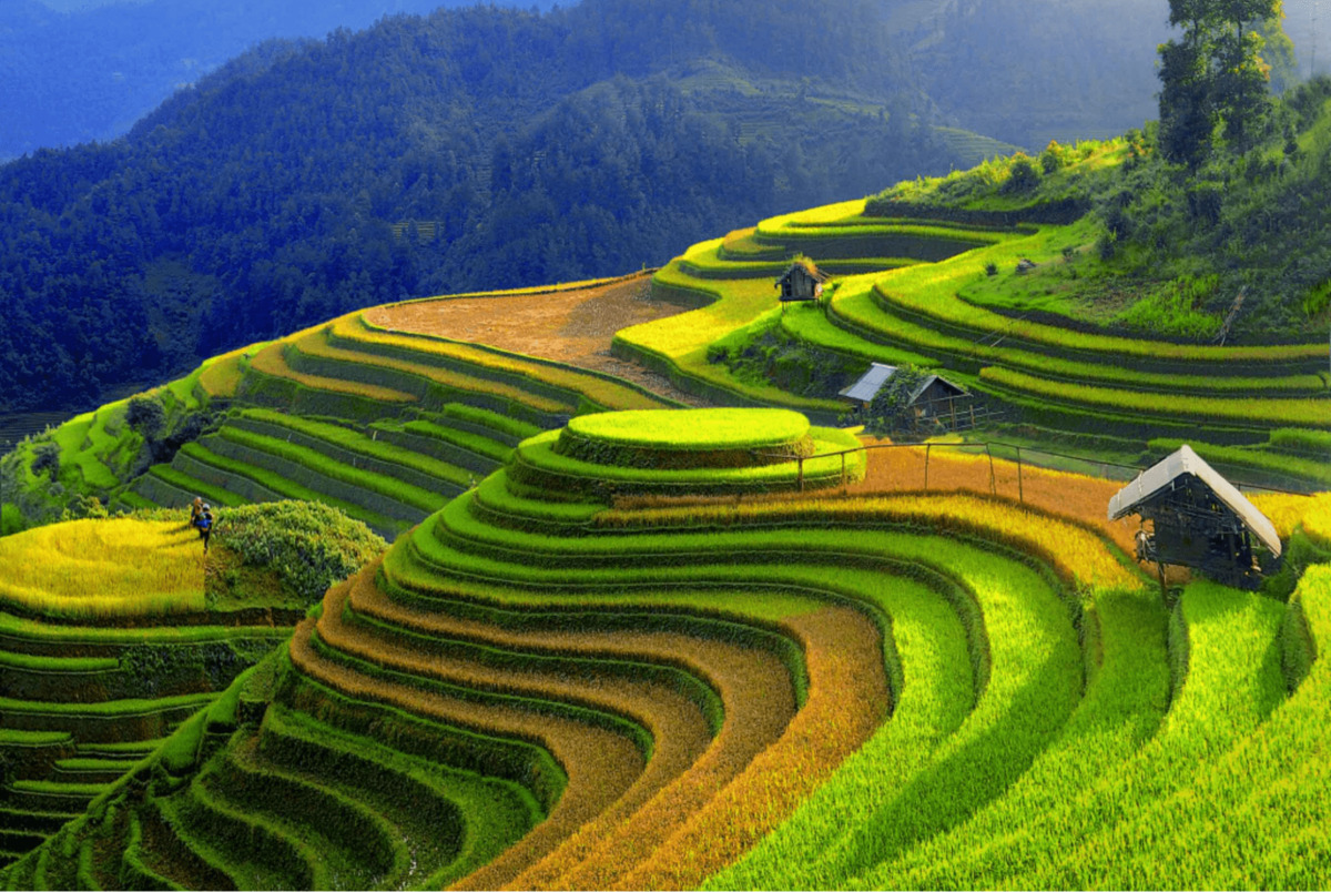 Những thửa ruộng bậc thang đẹp nao lòng ở Yên Bái. (Ảnh: Internet)