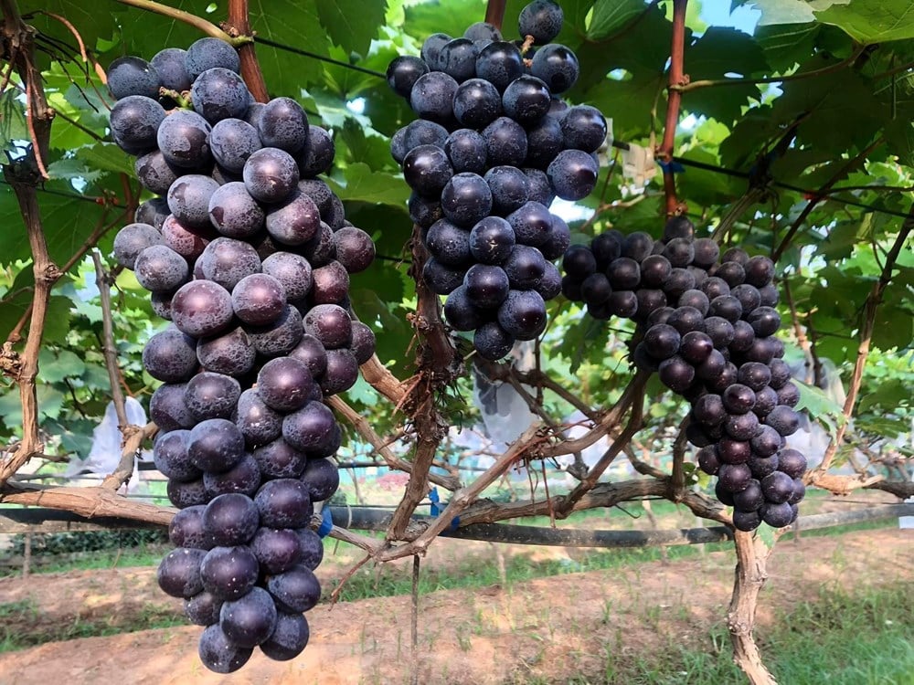 Giống nho mới đang hô biến Khánh Hòa thành điểm đến nông nghiệp - du lịch  kiểu mẫu