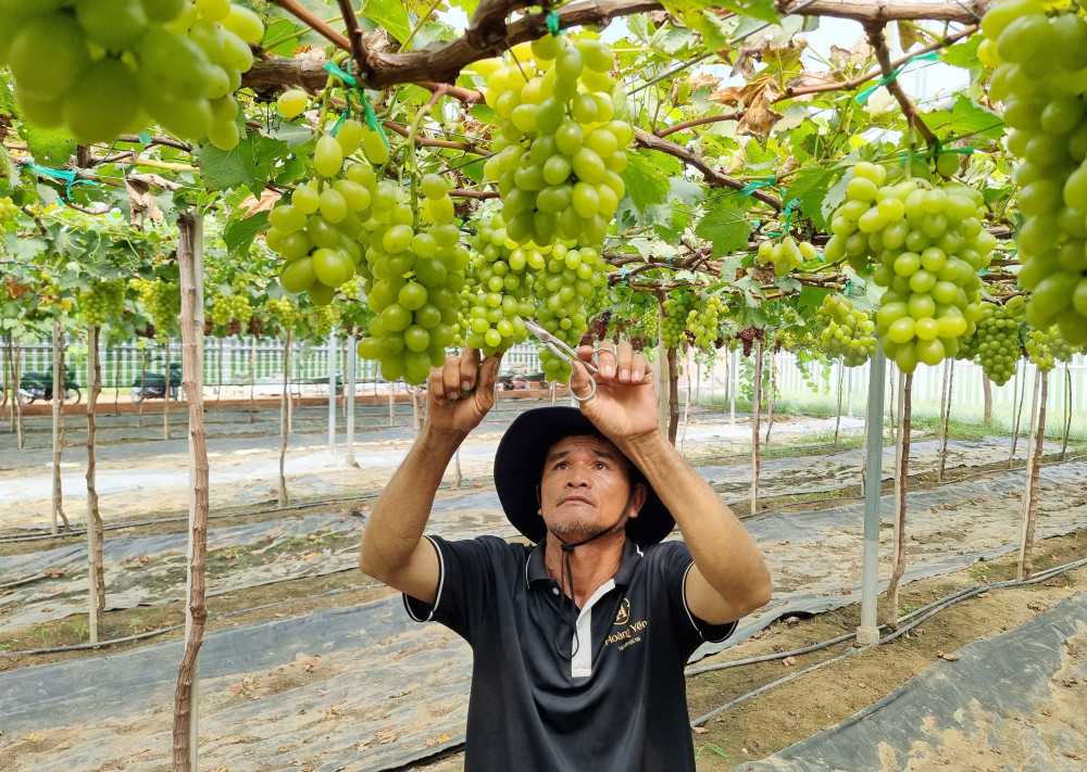 Giống nho mới đang 'hô biến' Khánh Hòa thành điểm đến nông nghiệp - du lịch kiểu mẫu - ảnh 1