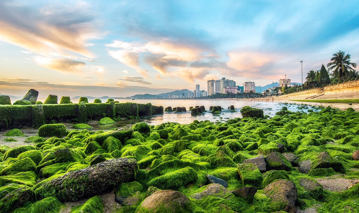 Nằm ngay trên tuyến đường biển Trần Phú sôi động, bãi rêu Nha Trang là một góc thiên nhiên khá đặc biệt của thành phố (Ảnh: Internet)