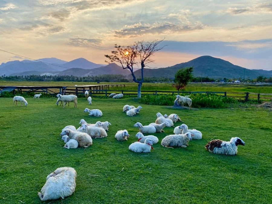 Du lịch Khánh Hòa mới nên đi đâu? Những tọa độ đẹp không nên bỏ lỡ - ảnh 2