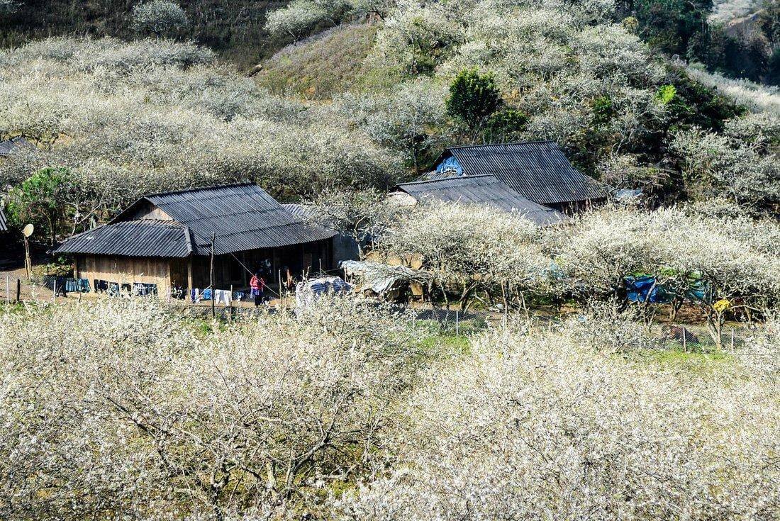 Chính sự đa dạng này giúp Mộc Châu phát triển mạnh loại hình du lịch cộng đồng, nơi du khách không chỉ ngắm cảnh mà còn được sống chậm, trải nghiệm đời sống bản địa và cảm nhận nét văn hóa vùng cao một cách gần gũi (Ảnh: Internet)