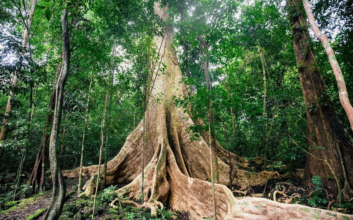 Tour thám hiểm rừng Cát Tiên 'cháy vé' đến cuối năm nhờ mô hình trải nghiệm độc lạ - ảnh 3