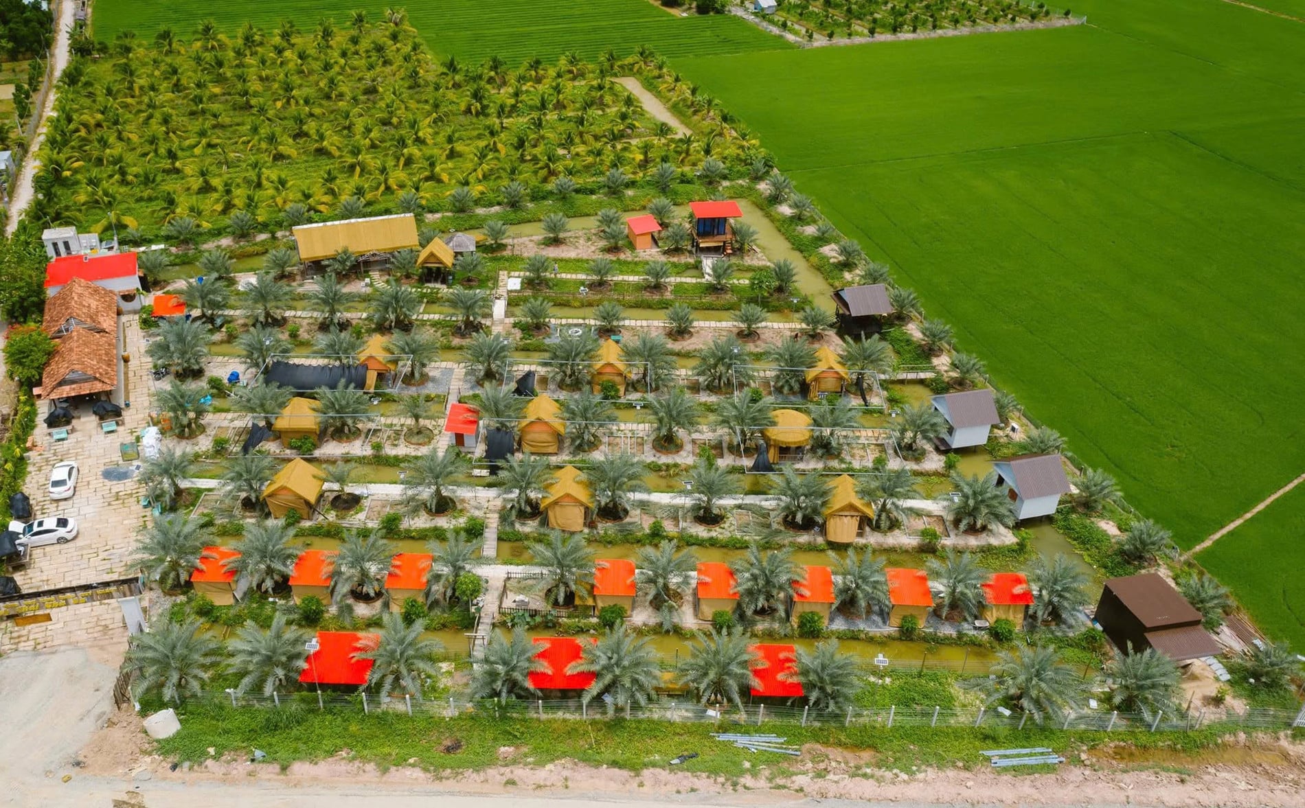 Khoảng ba năm trước, khi cây chà là vẫn còn khá xa lạ với nhiều nông dân miền Tây, anh Hòa mạnh dạn đầu tư gần 700 triệu đồng để cải tạo hơn 6.800m2 đất (Ảnh: Internet)