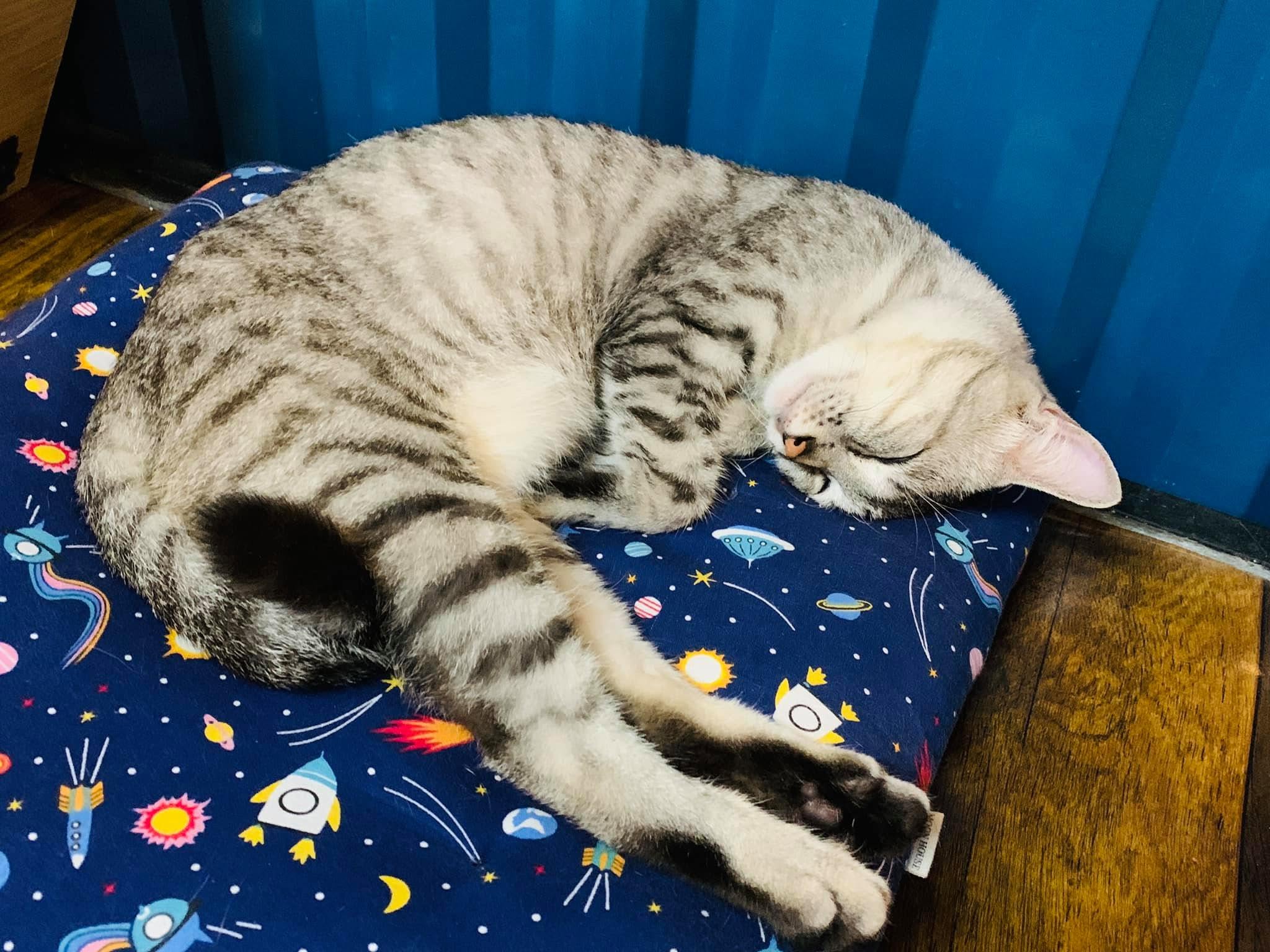 Đây là điểm đến phù hợp cho những ai muốn tìm một nơi thư giãn nhẹ nhàng sau khi dạo biển, đi chơi trong thành phố hoặc đơn giản là muốn dành thời gian “chữa lành” bên các boss mèo (Ảnh: Nhi Trương)