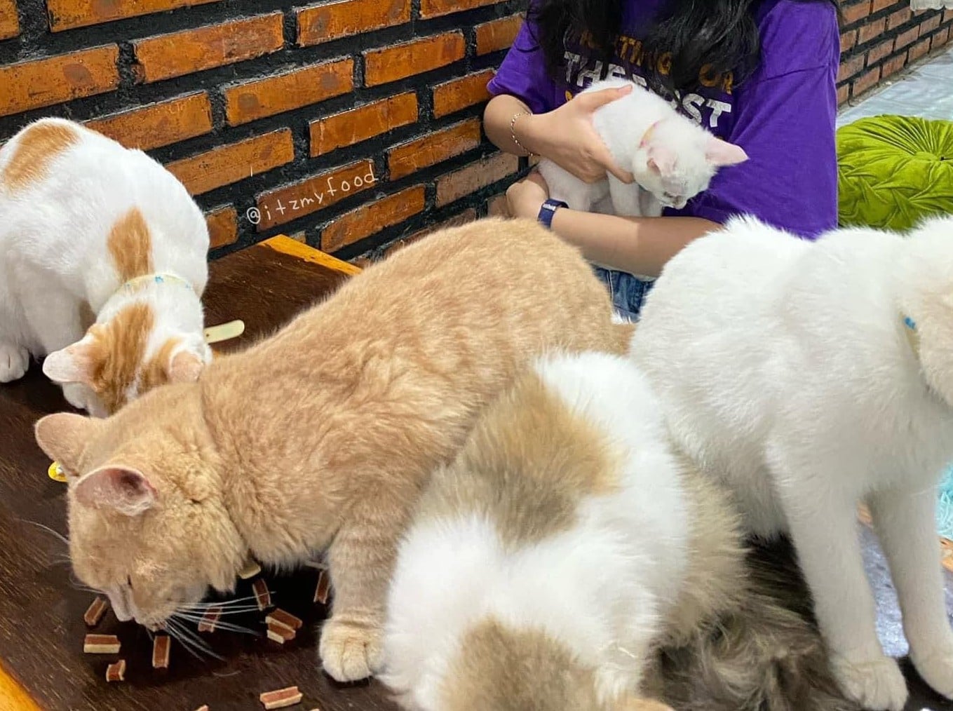 Cafe mèo Nha Trang: Gợi ý những địa chỉ cực chill cho “con sen” - ảnh 2