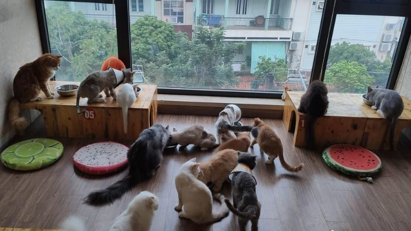 Bên cạnh khu vực chơi với mèo, My Mèo 94 còn có góc sách yên tĩnh dành cho những ai muốn đọc sách, nghỉ ngơi hoặc tận hưởng khoảng thời gian riêng tư hơn (Ảnh: Interent)