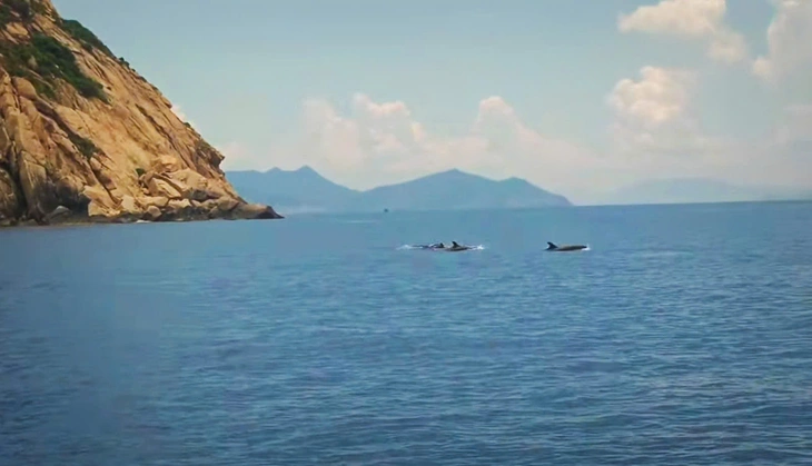 Đàn cá heo bơi trên vịnh Nha Trang - Ảnh: VĂN PT 