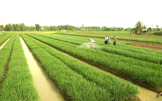 Các địa phương thực hiện thanh tra, kiểm tra, giám sát việc chuyển mục đích sử dụng đất trồng lúa, đất rừng phòng hộ, đất rừng đặc dụng.