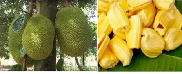 mittiengiang