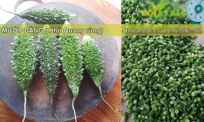 Nó có kích thước bé hơn nhiều so với khổ qua thường