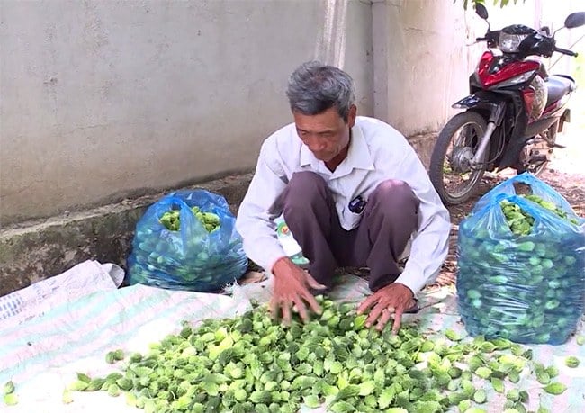 Ông Hoàng Mai trồng khổ qua rừng và đem về thu nhập khá
