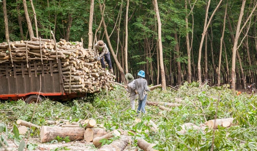 Nhiều vi phạm về đất đai của Tập đoàn Cao su bị Thanh tra Chính phủ chỉ rõ (Ảnh minh họa)