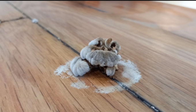 Nấm mọc trên sàn gỗ