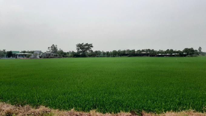 Đất lúa ở Tiền Giang - Ảnh: VKK