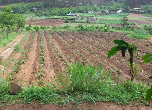 da-nang-canh-bao-ve-dich-vu-chuyen-dat-nong-nghiep-sang-dat-o-075720123