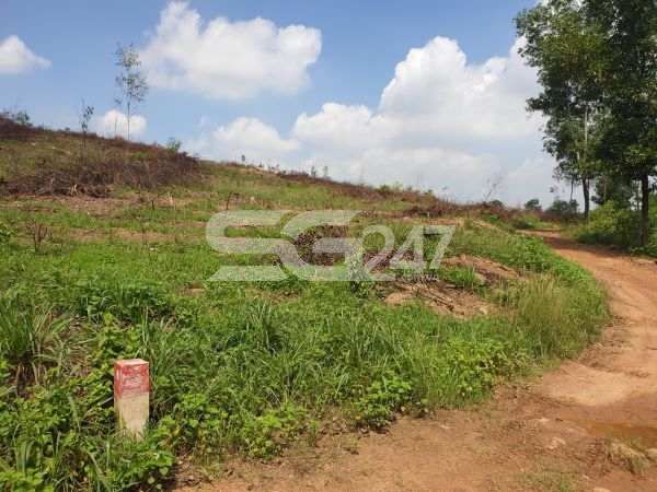 Khu đất dự án do công ty Hồ Vũ làm chủ đầu tư vẫn còn nguyên trạng về địa hình, chưa được giải phóng mặt bằng