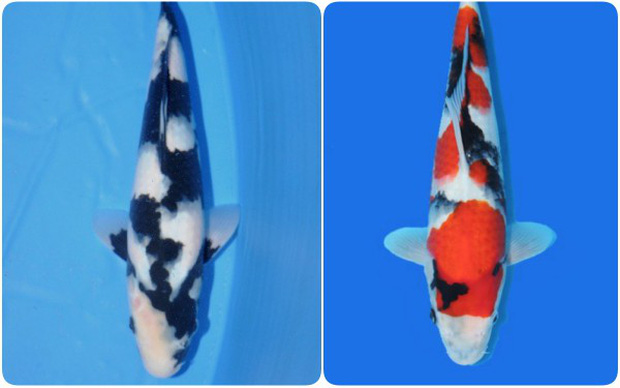 Những chú cá Koi đắt tiền nhất thế giới với màu sắc nổi tuyệt đẹp.
