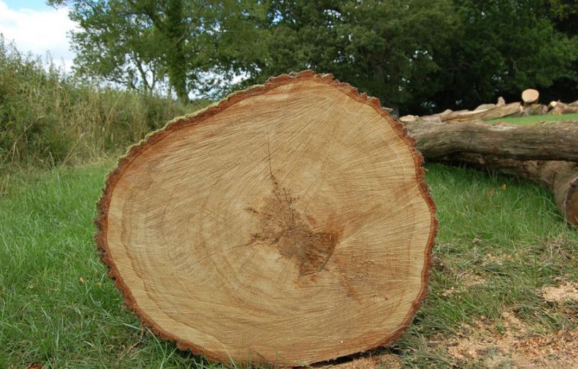 Trọng lượng trung bình của gỗ tần bì nằm trong khoảng 550-700kg/ m3. Tần bì trắng có trọng lượng 675kg/m3, tần bì đen nặng 550kg/ m3.