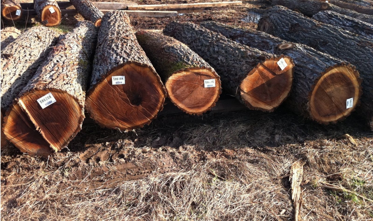 Lõi gỗ của cây là do những tế bào dác gỗ không còn trao đổi chất hình thành nên.