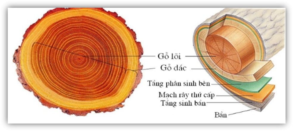 Dác gỗ chính là phần “thức ăn” hấp dẫn thu hút mối, mọt nhất.