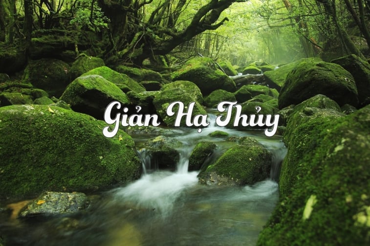 sinh-nam-1997-trong-cay-phong-thuy-gi-homeaz.vn.png1.png