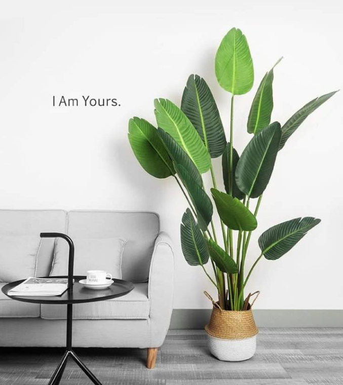 Cây Chuối Nhựa Cảnh Trang Trí 80cm-1m2-1m6-1m8-2m1 Cây Chuối Nhựa Cảnh Trang Trí 80cm-1m2-1m6-1m8-2m1