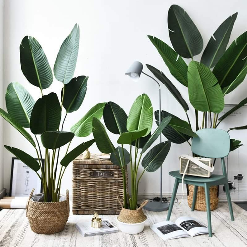 Cây Chuối Nhựa Cảnh Trang Trí 80cm-1m2-1m6-1m8-2m1 Cây Chuối Nhựa Cảnh Trang Trí 80cm-1m2-1m6-1m8-2m1