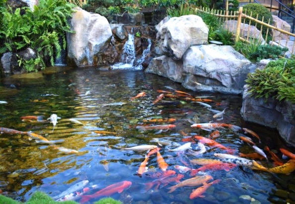 594x411_crop_ho-ca-koi-ngoai-troi-1024x640