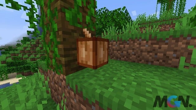 Minecraft Vỏ ca cao mọc tự nhiên trên cây rừng