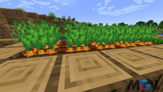 ca-rot-trong-minecraft-1412