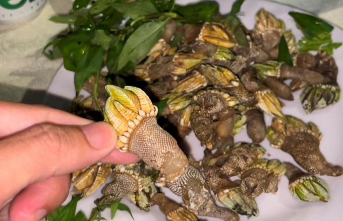 Tại Nha Trang - Khánh Hòa, ốc móng rồng được phát hiện ở khu vực đảo nhiều đá tại Vịnh Vân Phong. Ảnh sưu tầm