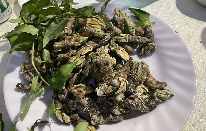 Theo như tìm hiểu, ở vùng biển Tây Ban Nha, Bồ Đào Nha xuất hiện nhiều loại ốc này nhưng thường ở vùng biển xa, nhiều đá cho nên để đánh bắt được ốc móng rồng là công việc khó khăn, nguy hiểm. Ảnh sưu tầm