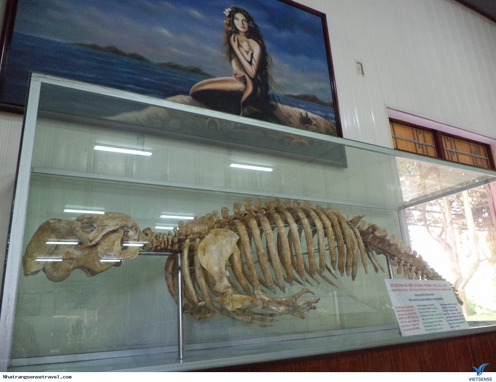 Ở Nha Trang, Bảo tàng Hải dương học chính là nơi lưu giữ hơn 23.000 mẫu sinh vật biển quý giá thuộc 5.000 loài; 300 loài sinh vật biển quý hiếm được thu thập khắp các vùng biển Việt Nam và khu vực phụ cận. Ảnh sưu tầm