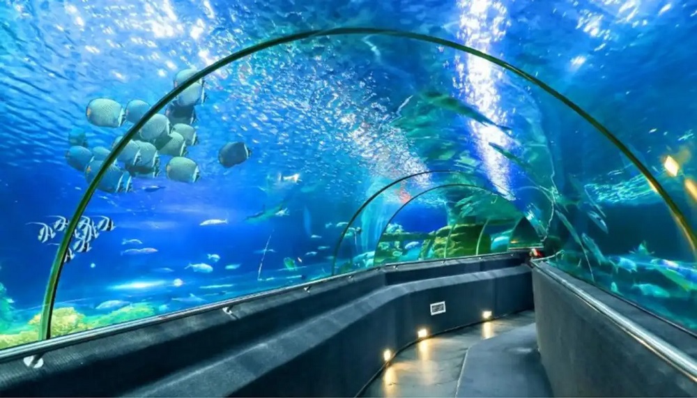 Bên cạnh những mẫu vật lớn có giá trị, Bảo tàng Hải dương học còn sở hữu khu bể nuôi ở ngoài trời, các bể kính với hơn 300 loài sinh vật biển sống quý hiếm như là cá mập, tôm hùm, rùa biển, cá chình, san hô sống. Ảnh sưu tầm