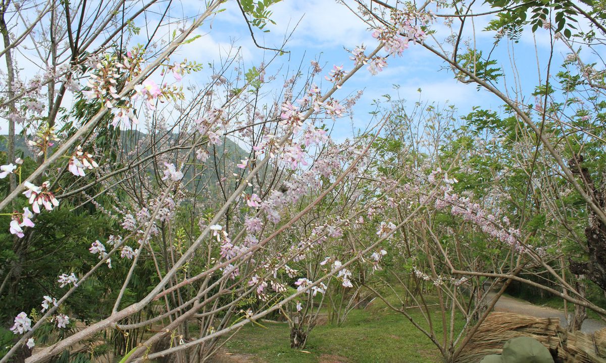 Waterland Thạch Lâm đã dành khoảng 5ha để xây dựng nên một rừng hoa anh đào rất thơ mộng. Ảnh sưu tầm