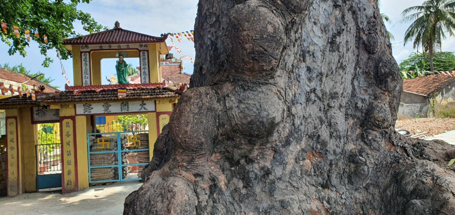 Ngôi chùa cổ Hoa Tiên tọa lạc tại ngoại ô thành phố Nha Trang, nằm ở thị trấn Diên Khánh, huyện Diên Khánh, tỉnh Khánh Hòa