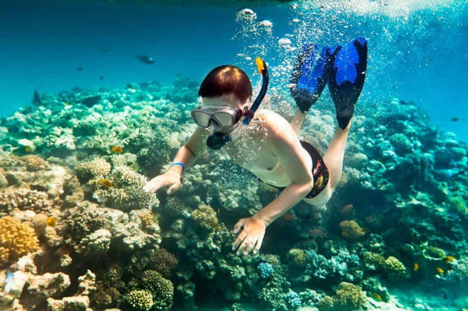 Khi lặn biển tại bán đảo Sơn Trà, du khách sẽ được chiêm ngưỡng vẻ tuyệt sắc của dòng nước trong xanh, thỏa sức ngắm nhìn san hô đủ màu sắc rực rỡ. Ảnh: Sưu tầm