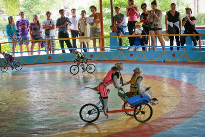 Đàn khỉ sinh sống trên đảo trở nên thân thiện và cởi mở hơn với con người (Ảnh: Tiến Thành)