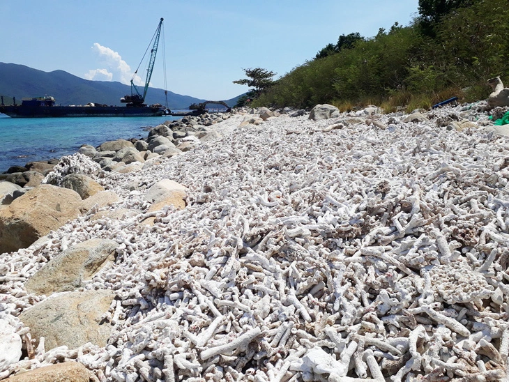 Vịnh Nha Trang được xem là một 'hình mẫu tự nhiên hiếm có của hệ thống vịnh biển thế giới'