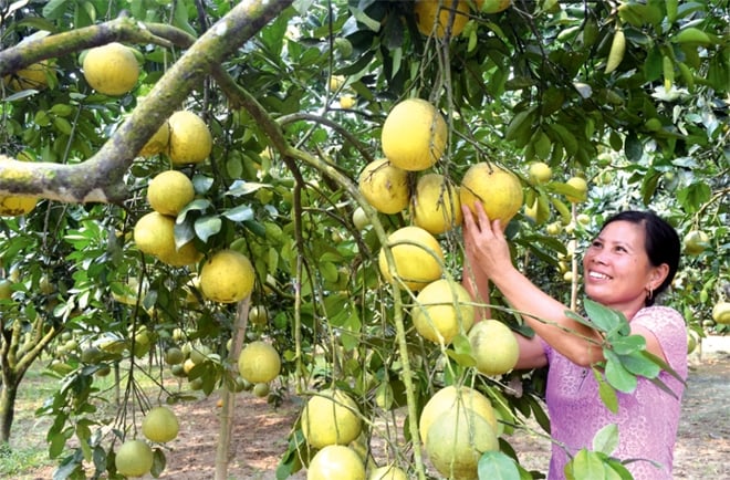 Bưởi dự kiến sẽ là loại trái cây tươi thứ 7 của Việt Nam được xuất khẩu vào thị trường Mỹ.