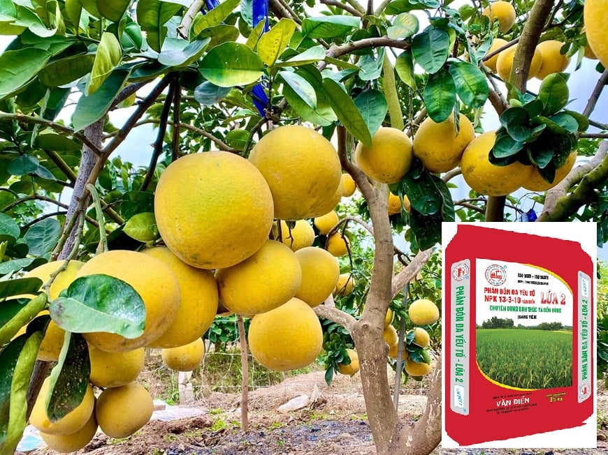 Bón phân văn điển cho cây bưởi