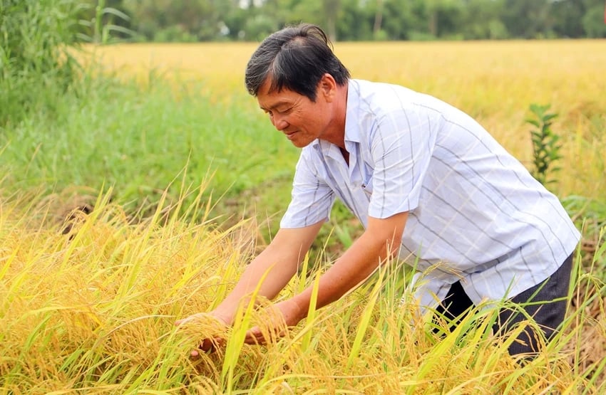 Hậu Giang đã hình thành 22 chuỗi sản phẩm nông sản đạt chuẩn an toàn