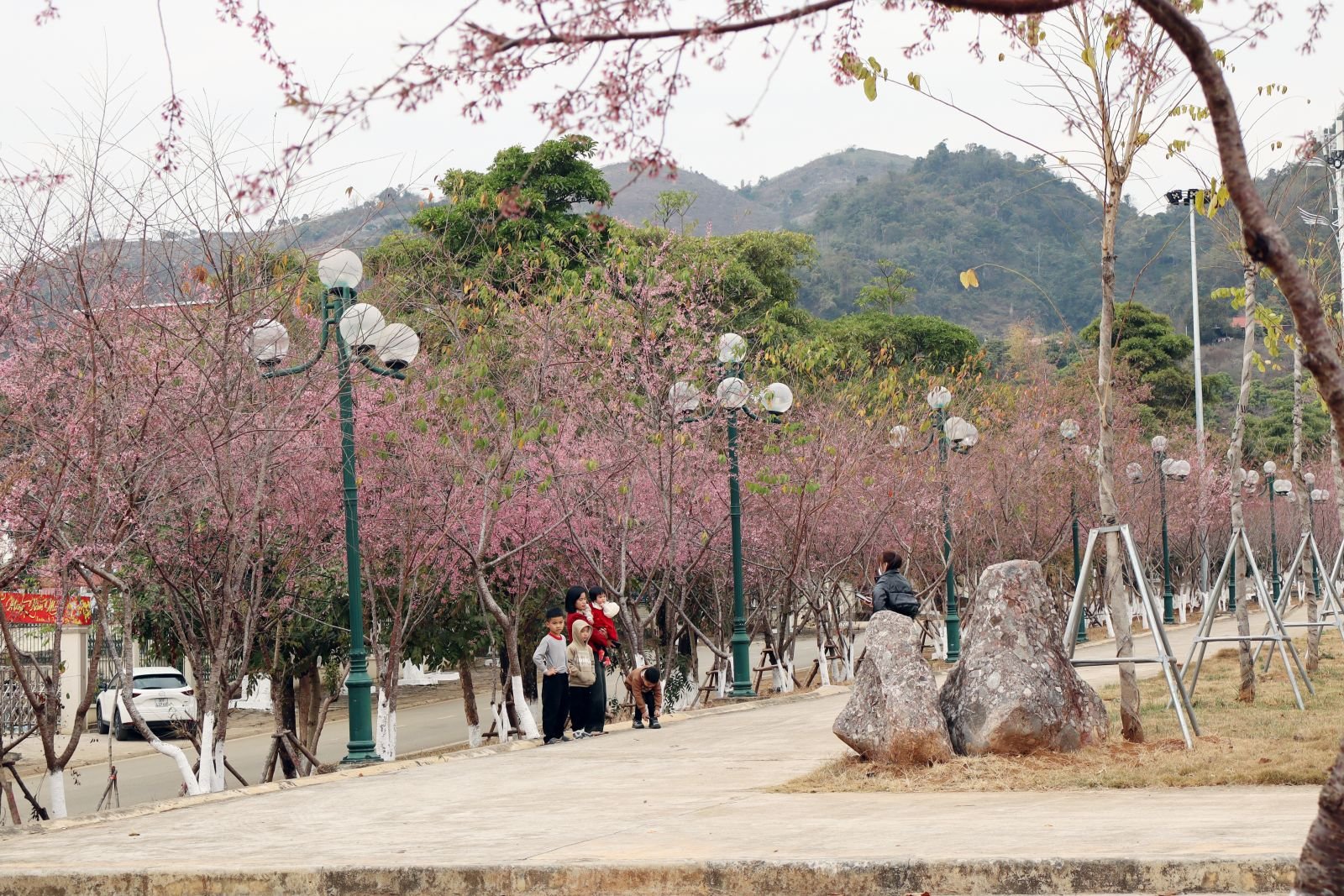 hoa Xuân Sơn La 7