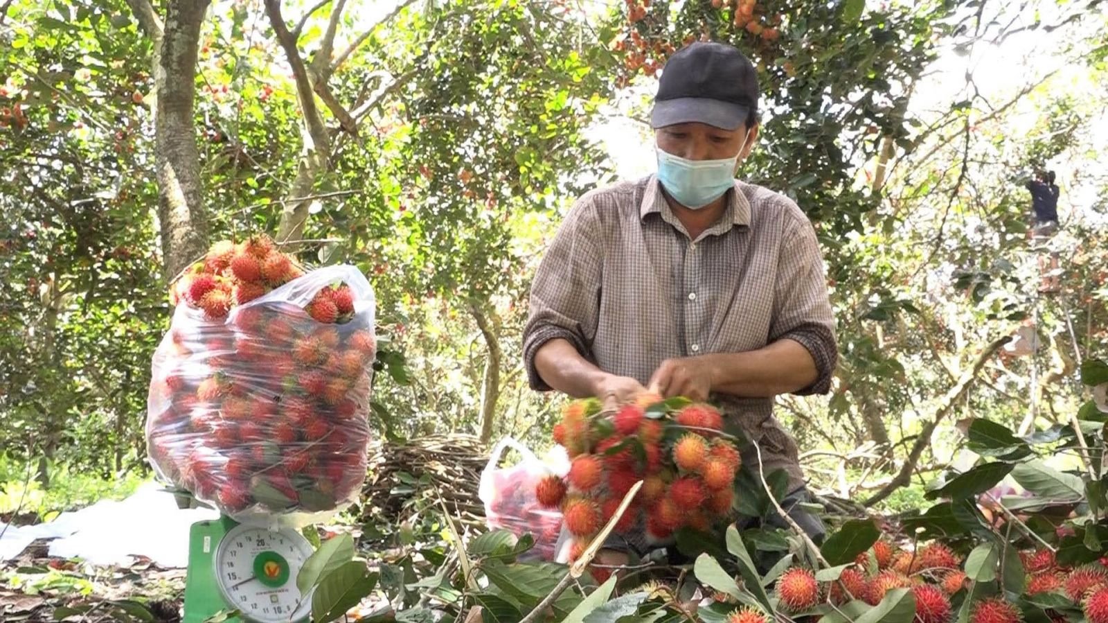 Hậu Giang sẽ tiếp tục mở rộng quy mô các chuỗi sản phẩm nông sản an toàn